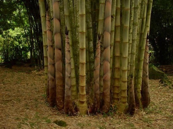 Dendrocalamus Asper Bamboo | Live Plants | Fast-Growing Giant Bamboo | Ideal for Indoor/Outdoor Green Spaces, Landscaping & Eco-Friendly Decor | Also Known As Dragon or Rough Bamboo