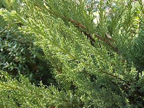 San Jose Juniper | Live Plants | Juniperus Chinensis | Bonsai Drought Tolerant Cold Hardy Evergreen Groundcover