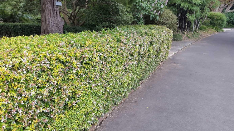 Abelia Grandiflora Francis Mason - Live Plants - Flowering Deer Resistant Butterfly Attracting Shrub