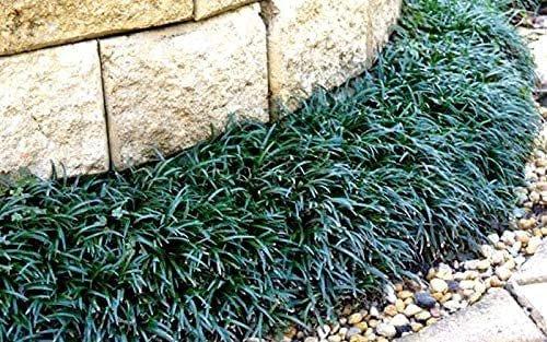 Dwarf Mondo Grass | Large Quart Size Plants | Ophiopogon Japonicus Nanus | Shade Loving Evergreen Ground Cover