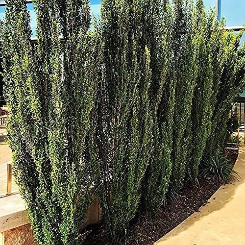 Sky Pencil Japanese Holly | Live Gallon Size Plants | Ilex Crenata