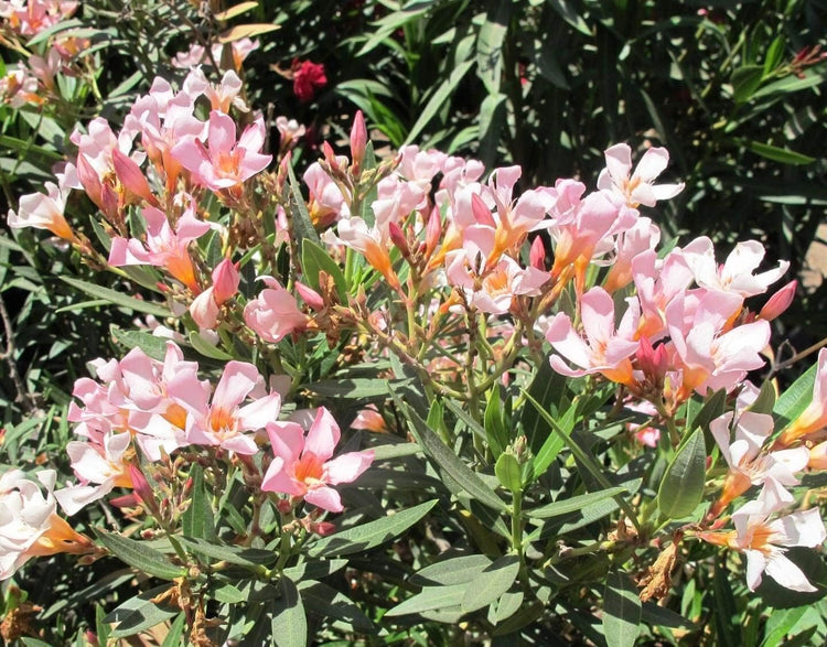 Oleander Petite Pink | Live Plants | Nerium | Compact Dwarf Evergreen Shrub