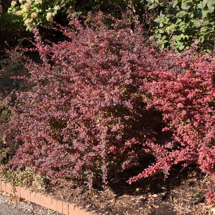 Barberry Rosy Glow | Live Plants | Vibrant Dual-Toned Foliage, Ideal for Landscaping & Hedging, Hardy & Drought-Tolerant, Live Decorative Shrub Plant (10 Plants)