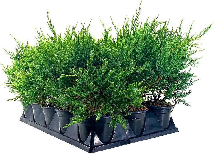 Juniper Sea Spray | Live 4 Inch Pots | Juniperus Chinensis | Drought Tolerant Cold Hardy Evergreen Groundcover Plants