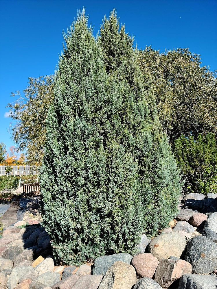 Medora Juniper | Extra Large 3 Gallon Plants | Columnar Evergreen Shrub for Privacy, Landscaping, and Ornamental Gardens - Drought-Resistant & Easy-to-Grow