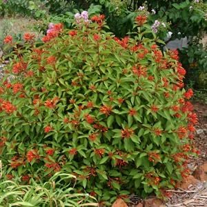 Firebush Dwarf I Live Quart Size Plants I Hamelia Patens Compactal Vibrant Red-Orange Blooms, Low-Maintenance, Heat-Tolerant, Perfect for Small Gardens and Containers (1 Plant)