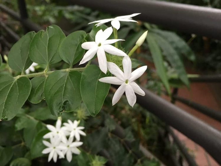 Downy Jasmine | Live Plants | Jasminum Multiflorum | Beautiful Blooming Vine-Like Shrub