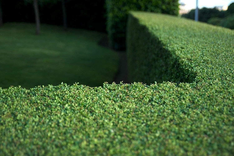 Dwarf Yaupon Holly | Live 4 Inch Pots | Ilex Schilling Stokes Vomitoria | Drought Tolerant Low Maintenance Evergreen Hedge