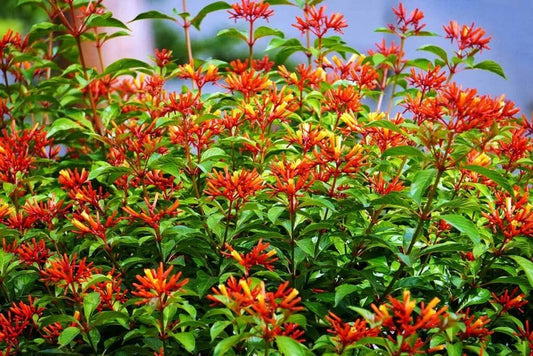 Firebush Dwarf I Live Plants I Hamelia Patens Compactal Vibrant Red-Orange Blooms, Low-Maintenance, Heat-Tolerant, Perfect for Small Gardens and Containers (20 Plants)