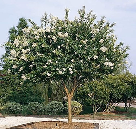 Crape Myrtle Natchez | Live Plants | Lagerstroemia Indica