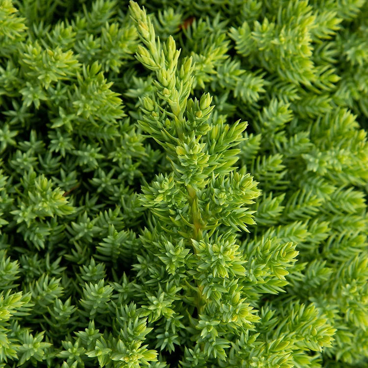 Dwarf Japanese Garden Juniper | Live 4 Inch Pots | Juniperus Procumbens Nana | Drought Tolerant Evergreen Groundcover | Great Plants for Bonsai