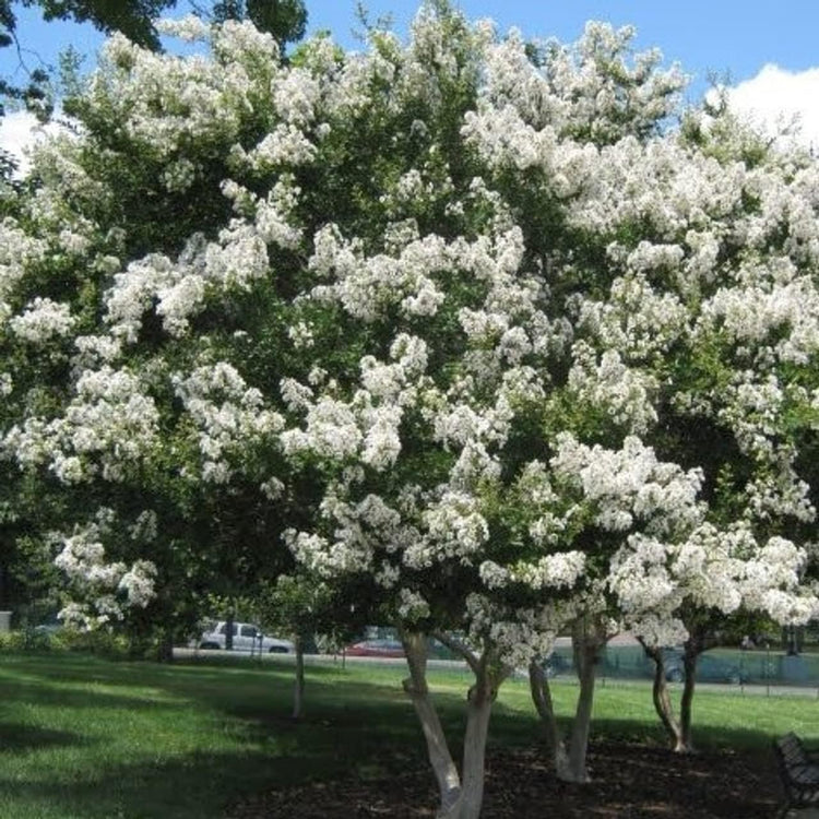 Crape Myrtle Natchez | Live Plants | Lagerstroemia Indica