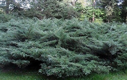 Blue Pfitzer Juniper - 15 Live Plants - Drought Tolerant Cold Hardy Evergreen Ground Cover