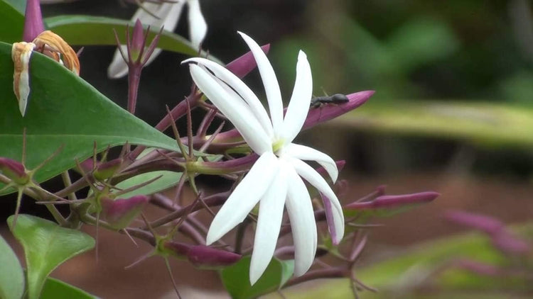 Star Jasmine - Live Plants - Jasminum Nitidum - Fragrant Blooming