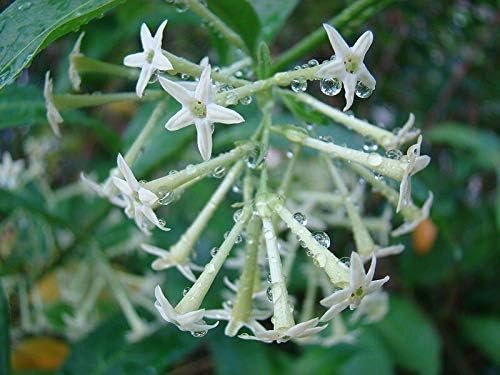 Night Blooming Jasmine - Live Plants - Jessamine Cestrum Nocturnum - Fragrant Blooming Vine