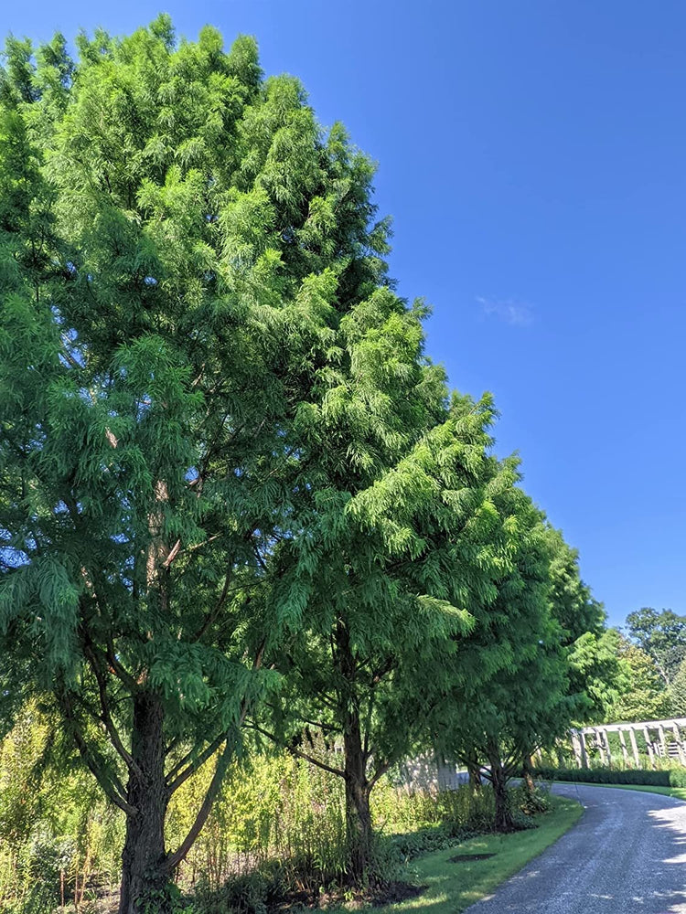 Bald Cypress | Live Trees | Taxodium Distichum | Fast Growing Shade Tree