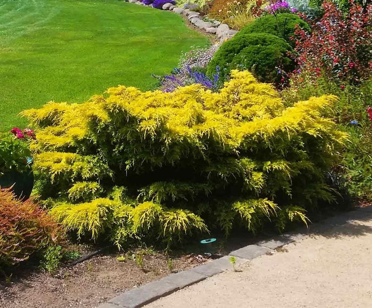 Gold Star Juniper | Live 4 Inch Pots | Juniperus Chinensis | Drought Tolerant Cold Hardy Evergreen Groundcover Plants