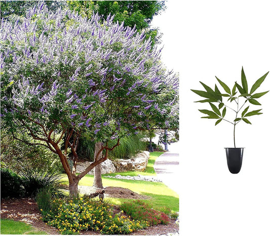 Chaste Tree | Live Plants | Texas Lilac Shoal Creek Vitex Agnus Castus | Purple Flowering Lilac Shrub