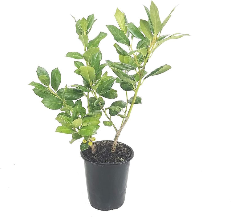 Ilex Nellie R. Stevens Holly - Live Quart Size Trees - Evergreen Privacy Shrub - Red Berries