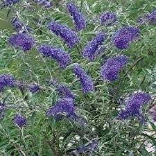 Buddleia Nanho Blue | Extra Large 3 Gallon Plants | Fragrant & Compact Butterfly Bush, Ideal for Vibrant Landscapes, Attractive Borders & Butterfly Gardens, Drought Tolerant (3 Plants)