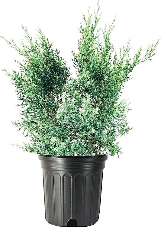 Blue Pfitzer Juniper | Live Gallon Size Plant | Juniperus Chinensis | Evergreen Cold Hardy Drought Tolerant Groundcover