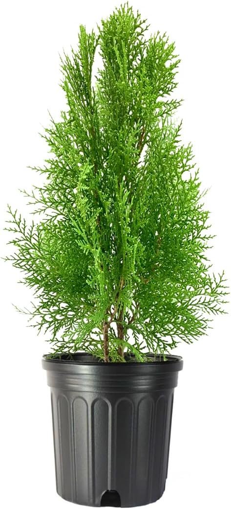 Blue Cone Arborvitae | Live Gallon Size Plants | Vibrant Blue-Green Foliage for Landscaping, Hedges, and Privacy Screens, Drought and Deer Tolerant