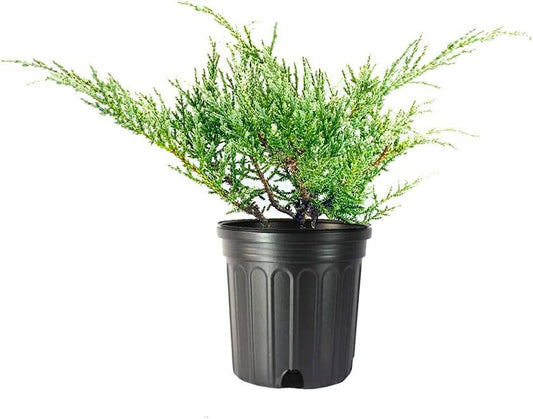 Juniper Angelica Blue - Live Gallon Size Plants - Juniperus Chinensis - Drought Tolerant Evergreen Cold Hardy Shrub