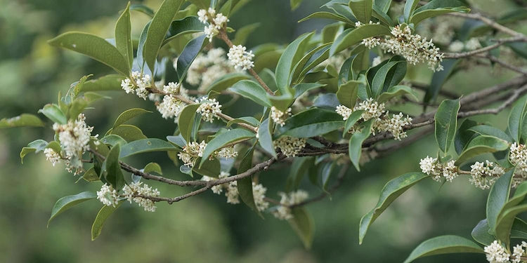 Fragrant Tea Olive Shrub | Live Gallon Size Plants | Osmanthus Fragrans