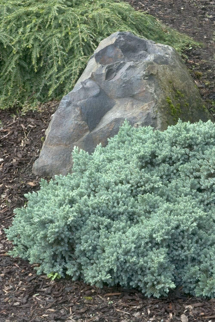 Blue Star Juniper | Large Gallon Size Plant | Juniperus Squamata | Low Maintenance Blue Evergreen Groundcover