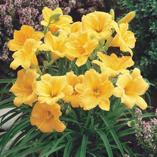 Daylily Stella D' Oro | Live 3 Inch Pots | Hemerocallis | Yellow Flowers I Rich Golden Blooms, Perennial Garden Jewel, Easy-to-Grow for Year-Round Beauty