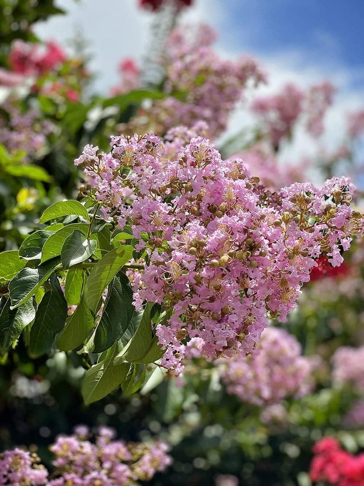 Crape Myrtle Muskogee | Live Plants | Lagerstroemia Indica | Beautiful Low Maintenance Lavender Blooming Tree