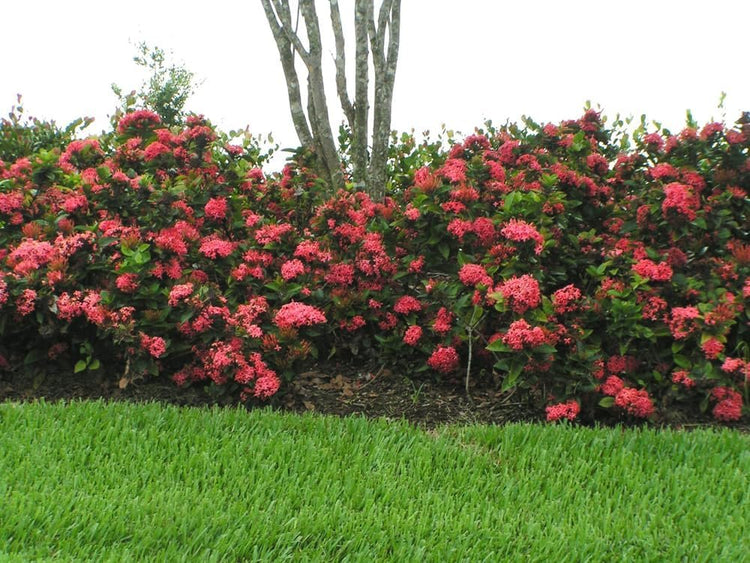 Nora Grant Ixora Plant | Live Plants | Vibrant Pink Blooms | Tropical Flowering Shrub | Ideal for Landscapes & Gardens | Lush Decorative Foliage | Ixora coccinea (3 Plants)