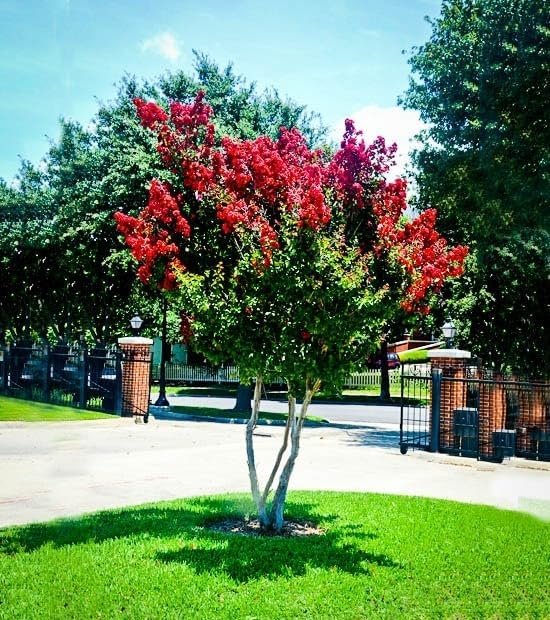 Crape Myrtle Dynamite Red | Extra Large 3 Gallon Plant | Vivid Red Blooms & Hardy Growth, Live Plant, Ornamental Shrub for Striking Garden Display