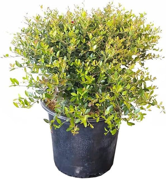 Dwarf Yaupon Holly | Live Gallon Size Plants | Ilex Schilling Stokes