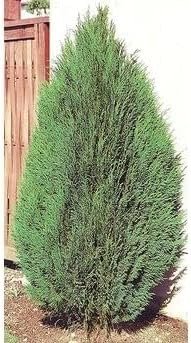 Blue Cone Arborvitae | Live Gallon Size Plants | Vibrant Blue-Green Foliage for Landscaping, Hedges, and Privacy Screens, Drought and Deer Tolerant