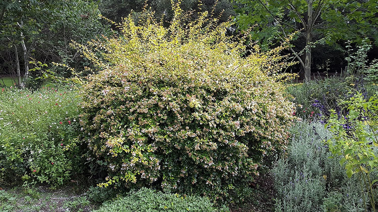 Abelia Grandiflora Francis Mason - Live Plants - Flowering Deer Resistant Butterfly Attracting Shrub