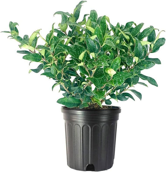 Curled Leaf Privet | Large Gallon Size Plant | Ligustrum Japonicum Recurvifolium | Evergreen Flowering Privacy Shrub Hedge