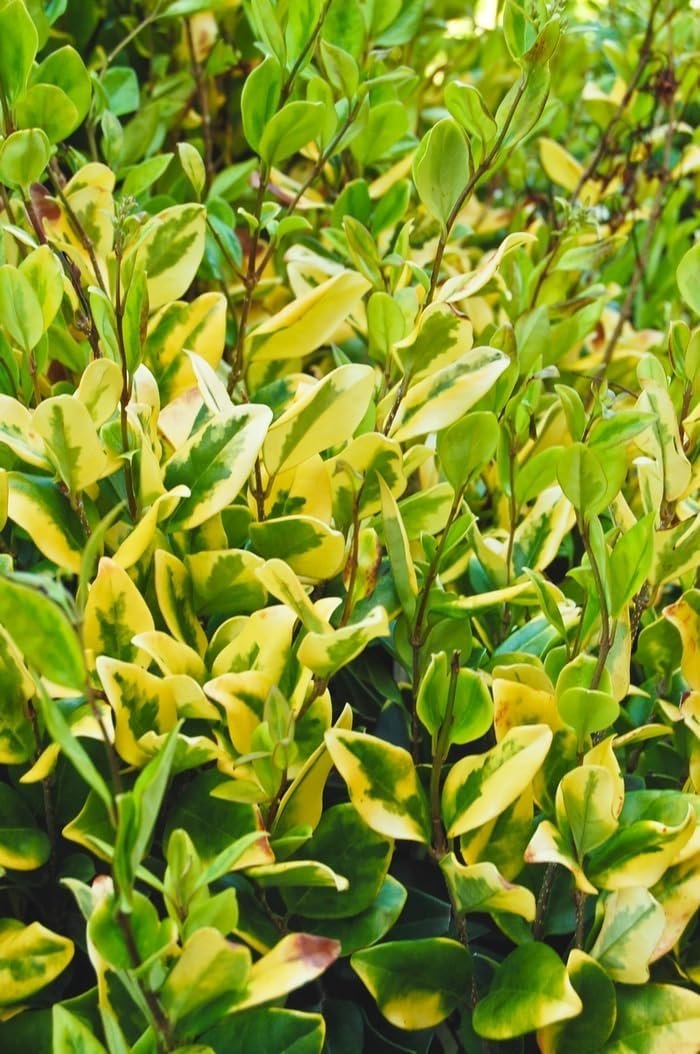 Ligustrum Japonicum Howard I Large Gallon Size Plants I Variegated Privet Howard I Quality, Evergreen Japanese Privet Shrub for Ornamental Landscaping, Fast-Growing, Low-Maintenance (2 Plants)