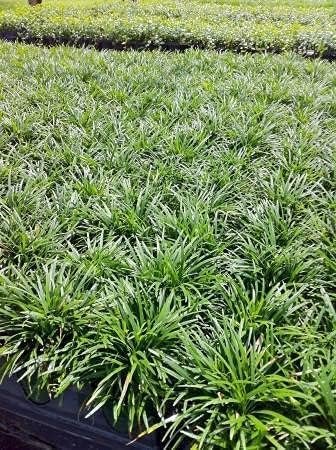 Dwarf Mondo Grass | Flat of Large 4 Inch Pots | Ophiopogon Japonicus Nanus | Live Evergreen Shade Loving Groundcover