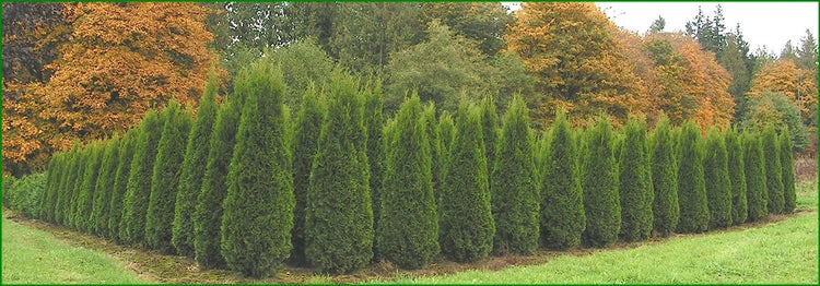 Thuja Emerald Green Arborvitae | Live Plants | Evergreen Privacy Hedge Tree Shrub