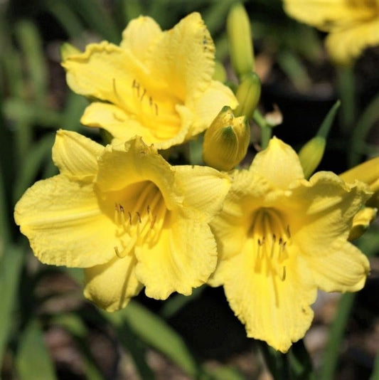 Daylily Happy Returns I Live 3 Inch Pots I Hemerocallis | Yellow Flowers | Perennial Garden Star, Easy-to-Grow for Continuous Floral Display (30 Plants)