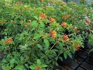 Firebush Dwarf I Live Quart Size Plants I Hamelia Patens Compactal Vibrant Red-Orange Blooms, Low-Maintenance, Heat-Tolerant, Perfect for Small Gardens and Containers (1 Plant)