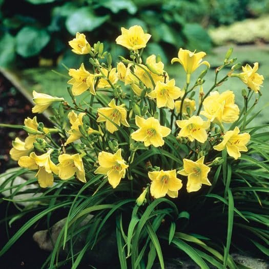 Daylily Happy Returns I Live 3 Inch Pots I Hemerocallis | Yellow Flowers | Perennial Garden Star, Easy-to-Grow for Continuous Floral Display (30 Plants)