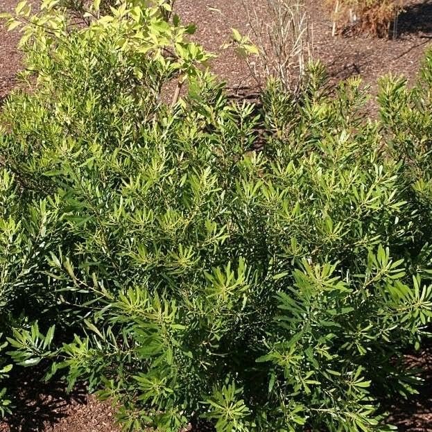 Wax Myrtle Don's Dwarf I Live Plants I Myrica Cerifera | Compact Evergreen Shrub with Aromatic Foliage, Ideal for Small Spaces, Hedges, & Landscape Accents (30 Plants)