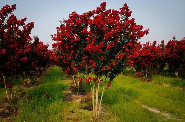 Crape Myrtle Red Rocket | Extra Large 3 Gallon Plants | Vivid Scarlet Blooms, Live Plant, Striking Ornamental Shrub for Vibrant Garden Displays