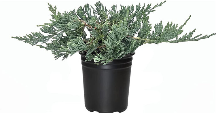 Blue Rug Juniper - Live 4 Inch Plants - Juniperus Horizontalis 'Wiltonii' - Drought Tolerant Cold Hardy Evergreen