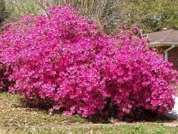 Azalea Purple Formosa | Extra Large 3 Gallon Plant | Vibrant & Lush, Large Purple Blooms, Hardy & Adaptable Shrub for Landscapes, Gardens, or Containers, Low-Maintenance