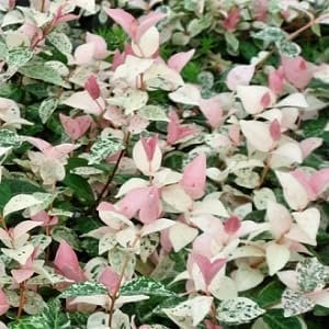 Tri-Color Jasmine I Large Gallon Size Plant I Variegated Irachelospermum Asiaticum I Live Three Unique Blooms in One Plant for Multicolor Garden Display