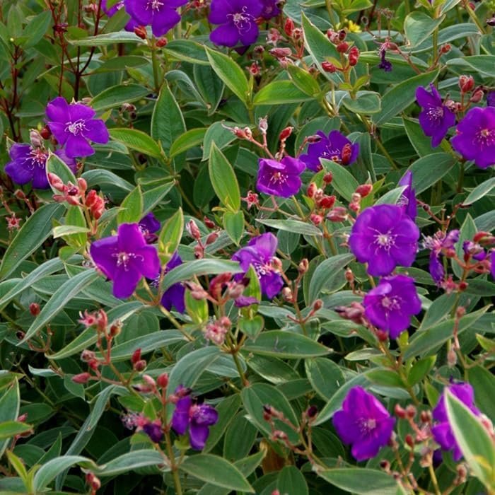 Tibouchina Dwarf Princess Flower I Live Plants I Lepidotal Compact Size, Eye-Catching Purple Blooms, Heat-Tolerant, Ideal for Small Gardens and Containers