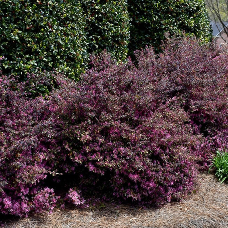 Loropetalum Ruby I Live Quart Size Plants I Chinese Fringe Flower I Vivid Red Leaves with Pink Blooms, Ideal for Hedges, Borders, and Decorative Plantings (1 Plant)